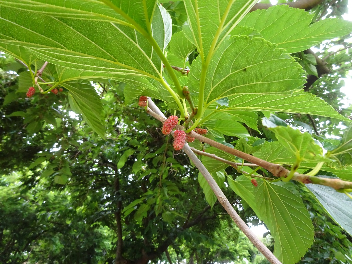 Morus kagayamae (Moraceae)